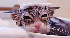 Consejos a la hora de darle un baño a tu gato