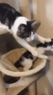 Protective mother in cat gifs