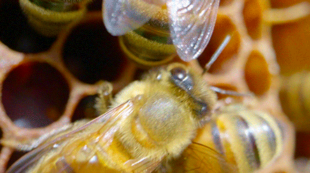 You Write Like an Animal: The Honeybee – The Write Attitude