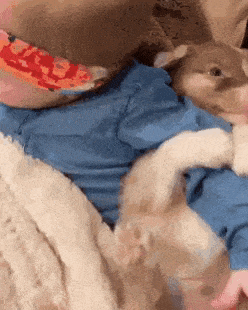 Never let go your hooman in dog gifs