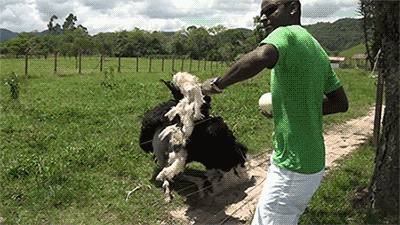 giphy.gif
