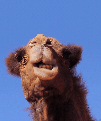 Fauna Camel GIF