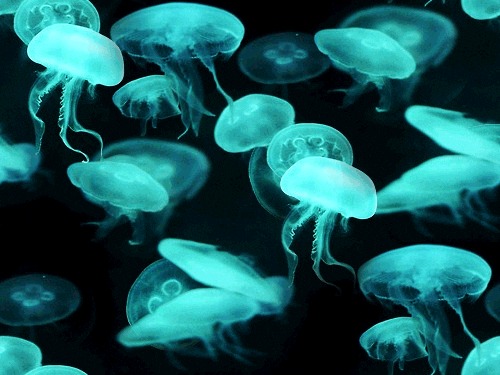 Jellyfish Gif Wallpaper