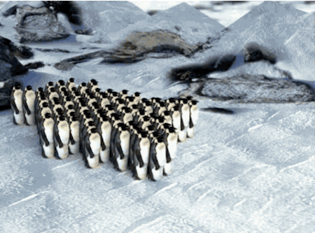 Penguins GIF - Find & Share on GIPHY