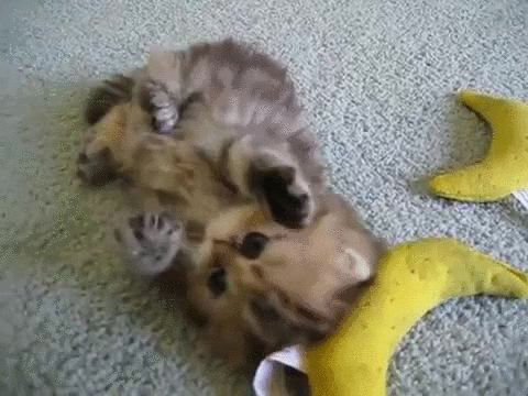 banana kitten adorable caturday