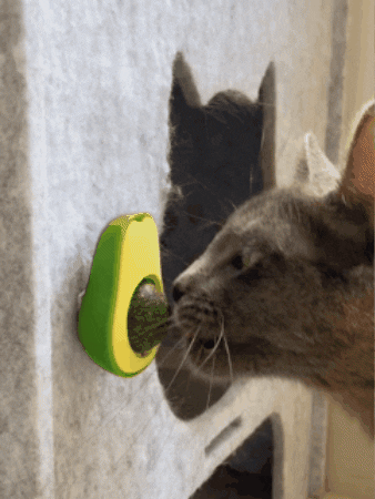 JUGUETE CON BOLA DE CATNIP DISEÑO DE AGUACATE – El Mundo de Milly Colombia