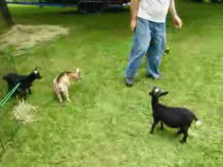 Goat Mean GIF - Find & Share on GIPHY
