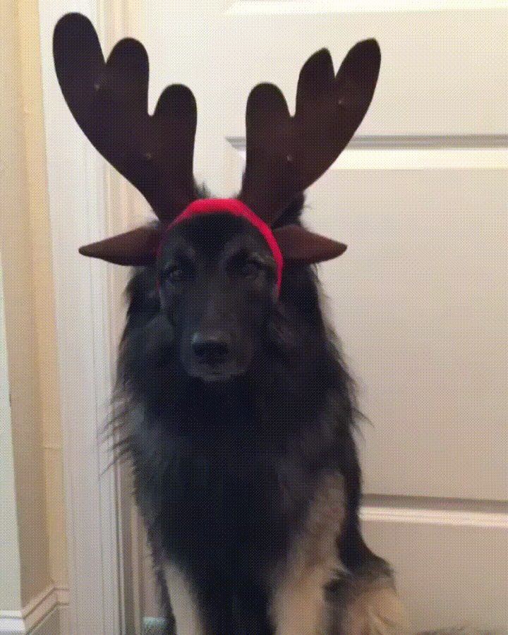 One of the cute German shepherd puppies grew up to be acute German shepherd dog.