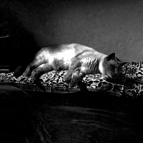 Cat Sleep GIF by Liaizon Wakest Find & Share on GIPHY