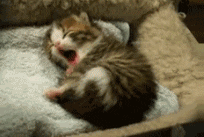 Tired Kitten GIF