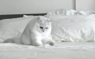 Image result for kitty gif making the bed