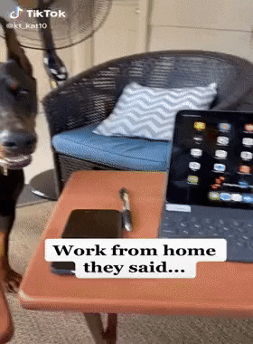 Work from home they said in funny gifs