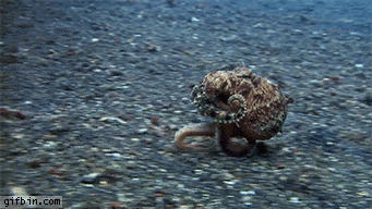 Image result for Octopus gif