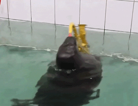 Seal GIF - Find & Share on GIPHY