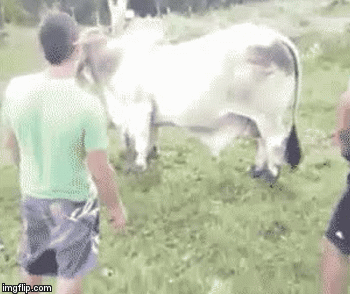 Image result for cow vs man gif