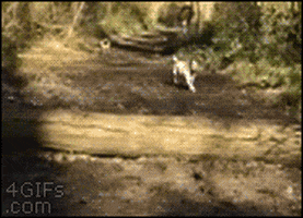 200.gif