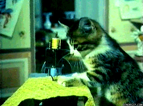 cat using a sewing machine