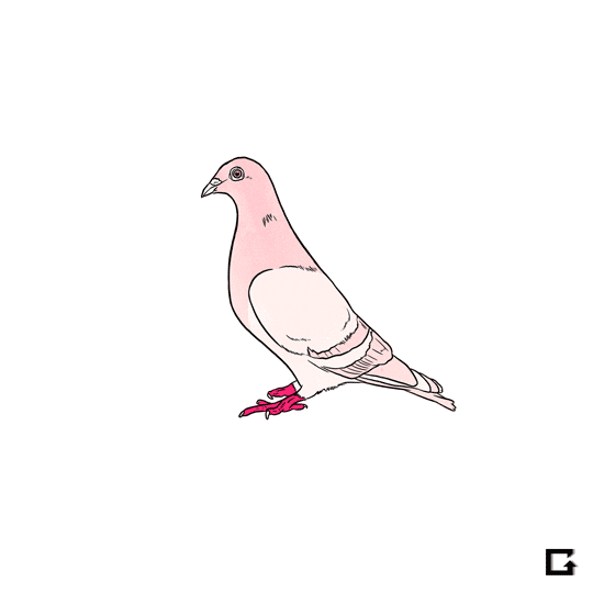 Pink Pigeons Gif By Gif Find Share On GIPHY Pink Pigeons Gif By Gif Find Share On GIPHY