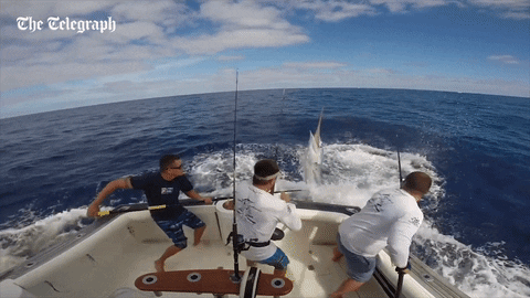 The Telegraph fishing marlin fishermen fishing fail