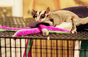 The 5 Cutest Sugar Gliders We Can't Live Without | GIPHY