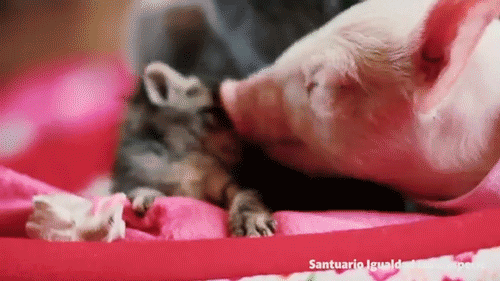https://media.giphy.com/media/r212y3gsKdPvW/giphy.gif