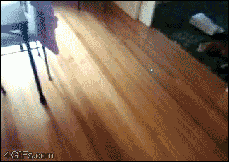 cat bowling gif find