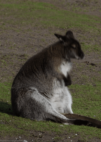 Image result for wallaby gif