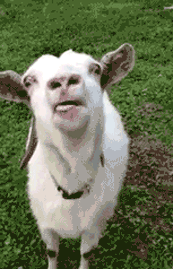 Animals GIFs - Find Share on GIPHY