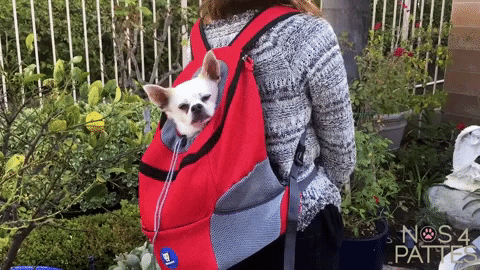 sac à dos de transport chat chien nos 4 pattes