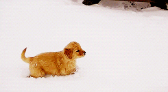 Image result for puppy running to owner gif