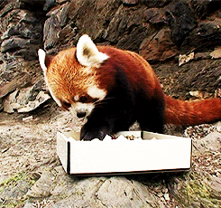 Hungry red panda
