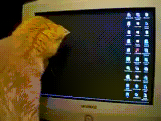 gato seguindo o cursor do mouse
