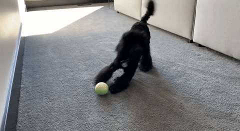 Peppy Pet Ball - Give Your Pet the Gift of Fun