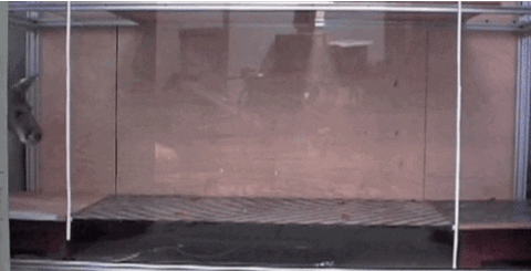 animals science running know biology