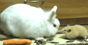 Rabbit Mouse GIF - Find & Share on GIPHY