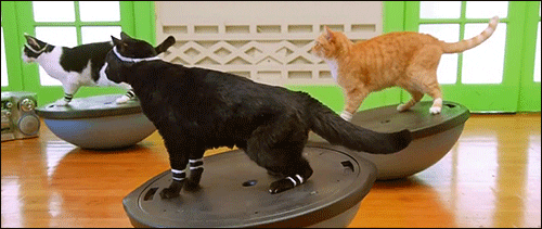 Cats GIF - Find & Share on GIPHY