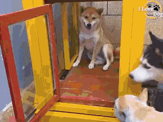 Doggo enjoying slide in dog gifs