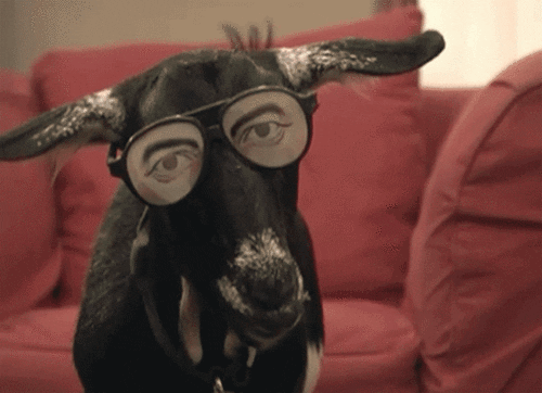 Cheezburger weird goat glasses goats