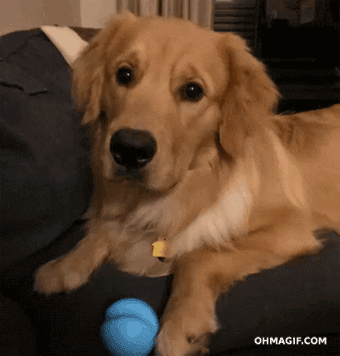 Sad Dog GIF - Find & Share on GIPHY