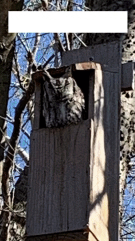 screech owls in KingWood Original Owl Houses