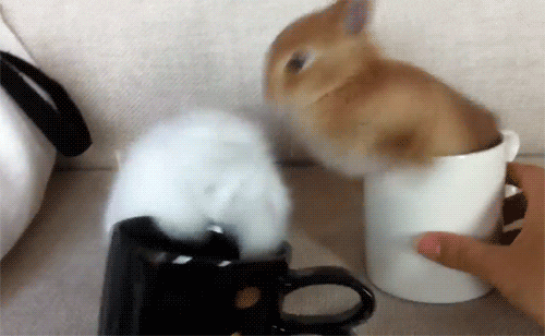 Rabbit Moving Find And Share On Giphy