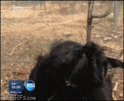 Goat Goats Animated GIF