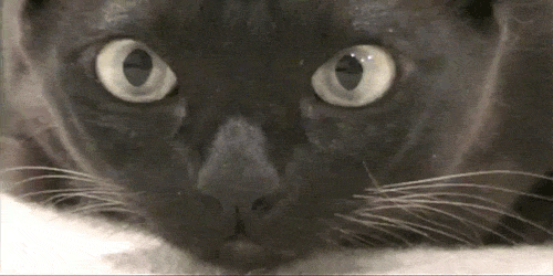 Transformation GIF Find Share On GIPHY