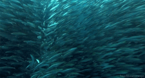 Sea Fish GIF - Find & Share on GIPHY