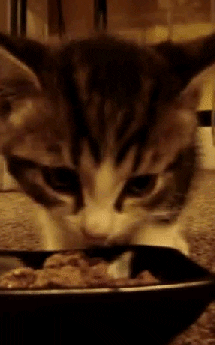 giphy.gif