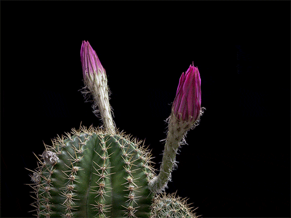 flowers bloom cacti GIF