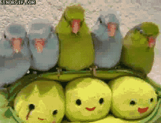 Green and Blue Birds Sitting on Bird Stuffed Toy