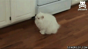 Cat Run GIF - Find & Share on GIPHY