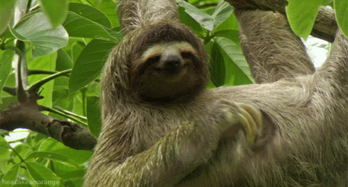 happy lil sloth scratching