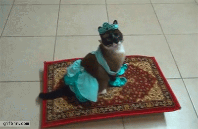 cat costume magic carpet the real aladdin